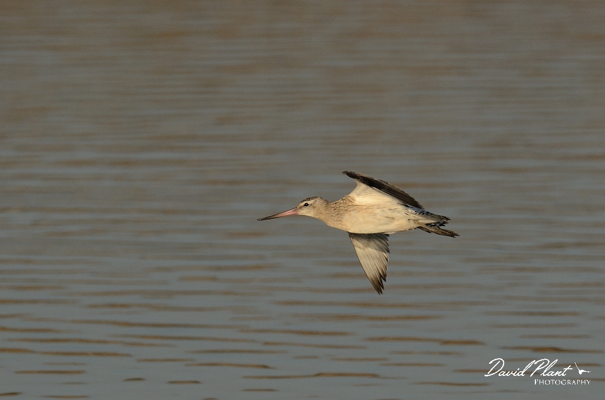 David Plant Photography - Wildlife Photography - Bar-tailed godwit - E.jpg - Bar-tailed godwit in flight - Norfolk